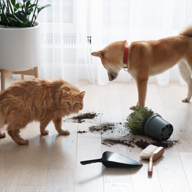 Dropped potted plant and soil on the floor and sad guilty dog and cat. Pet damage concept